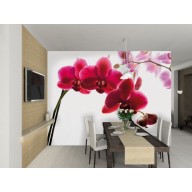 1Wall Pink Orchid Wallpaper Mural Orchid-C-001