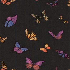Flutterby butterfly on black